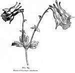 Fig. 63. Flower of Aquilegia canadensis.