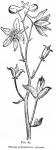 Fig. 65. Flowers of Delphinium tricorne.