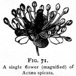 Fig. 71. A single flower of Actaea spicata.
