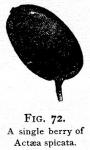 Fig. 72. A single berry of Actaea spicata.