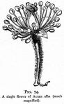 Fig. 74. A single flower of Actaea alba.