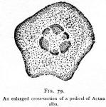 Fig. 79. An enlarged cross-section of a pedicel of...