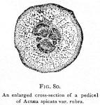Fig. 80. An enlarged cross-section of a pedicel