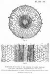 Plate 15. Microscopic structure of the rhizome of ...