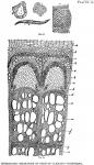 Plate 2. Microscopic Structure of Stem of Clematis...