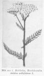 Bild n:o 01. Rölleka, Backhumla. Achillea millefolium, L.
