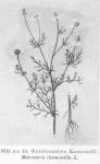 Bild n:o 15. Sötblomster, Kamomill. Matricaria chamomilla L.