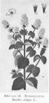 Bild n:o 16. Krusmynta. Mentha crispa L.