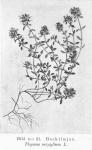 Bild n:o 21. Backtimjan. Thymus serpyllum L.
