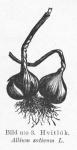 Bild n:o 3. Hvitlök. Allium sativum L.