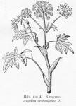 Bild n:o 04. Kvanne. Angelica archangelica L.