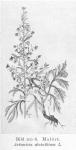 Bild n:o 06. Malört. Artemisia absinthium L.