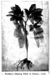 Fig. 11. Northern Ginseng Plant in Bloom - June.