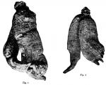 Fig. 12. Fig. 1 - 2. Ginseng roots.