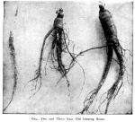 Fig. 20. One, Two and Three Year Old Ginseng Roots...