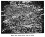 Fig. 22. Bed of 10,000 Young Ginseng Plants in For...
