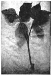 Fig. 3. Indian Turnip. (Wild)