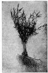 Fig. 4. Senega Snake Root (Cultivated) in Blossom.