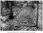 Fig. 40. Forest Bed of Young-Seng.