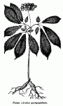 Fig. 43. Panax (Aralia) quinquefolium.