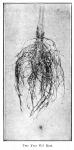 Fig. 48. Two year old root.
