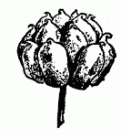 Fig. 51. Golden seal seed.