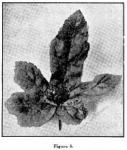 Fig. 52. Fig. 5. Goldenseal seed and leaf.