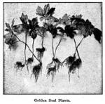 Fig. 56. Golden Seal Plants.