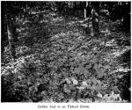 Fig. 57. Golden Seal in an Upland Grove.