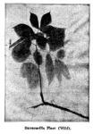 Fig. 6. Sarsaparilla plant (Wild).
