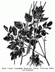 Fig. 61. Black Cohosh (Cimicifuga Racemosa)