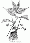 Fig. 64. Aristolochia serpentaria.