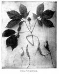 Fig. 7. Ginseng Plant and Roots.