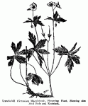 Fig. 81. Crane-s-bill (Geranium maculatum)