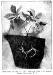 Fig. 9. Four ounce, six year old, reset, wild root...