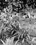 Fig. 90. Echinacea angustifolia.