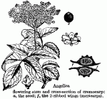 Fig. 97. Angelica. Flowering stem and cross-sectio...