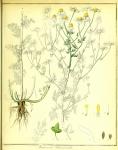 Vol. 01. Bild 03. Matricaria chamomilla 2.