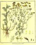 Vol. 01. Bild 03. Matricaria chamomilla.