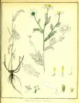 Vol. 01. Bild 04. Chrysanthemum inodorum 2.