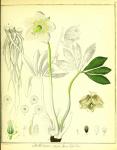 Vol. 01. Bild 07. Helleborus niger humilifolius 2.
