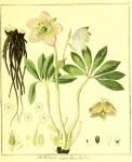 Vol. 01. Bild 07. Helleborus niger humilifolius.