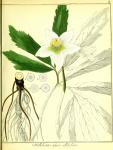 Vol. 01. Bild 08. Helleborus niger altifolius 2.