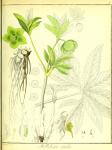 Vol. 01. Bild 09. Helleborus viridis 2.