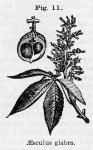 Fig. 11. Aesculus glabra.