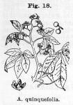 Fig. 18. Ampelopsis quinquefolia.
