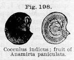 Fig. 198. Cocculus indicus.