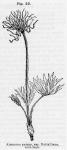 Fig. 23. Anemone patens.