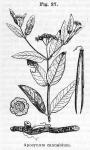 Fig. 27. Apocynum cannabinum.