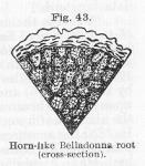 Fig. 43. Horn-like Belladonna root